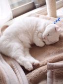 Набор стикеров «Спящие котики на каждый день»